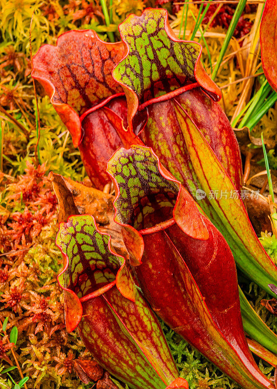 北方或紫色猪笼草，Sarracenia purpurea purpurea，苏必利尔湖州立森林，靠近纽伯里，上半岛，密歇根州，食肉植物。瓶子草科。生长在潮湿的沼泽。